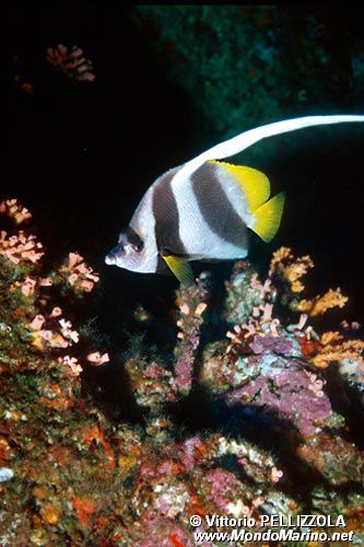 Pesce farfalla dal ciuffo (Heniochus diphreutes)