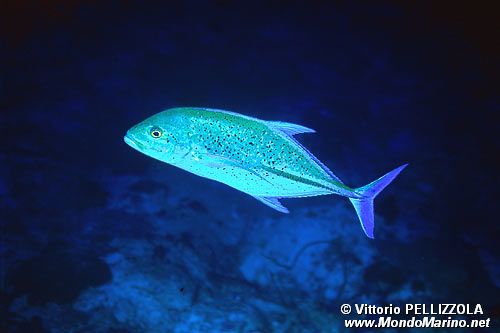 Carangide (Caranx melampygus)