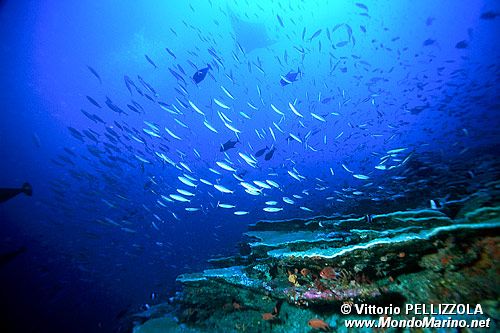 Ambiente Tropicale ( )