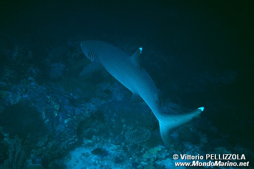 Squalo pinna bianca (Triaenodon obesus)