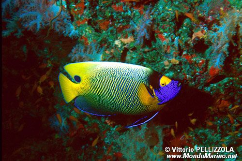 Pesce angelo (Pomacanthus xanthometopon)