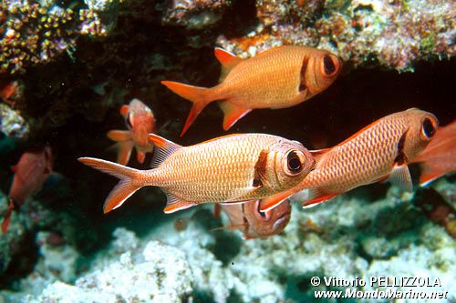 Pesce soldato (Myripristis murdjan)