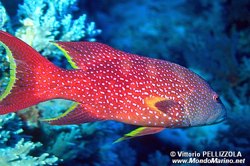 Cernia coda mezzaluna (Variola louti)