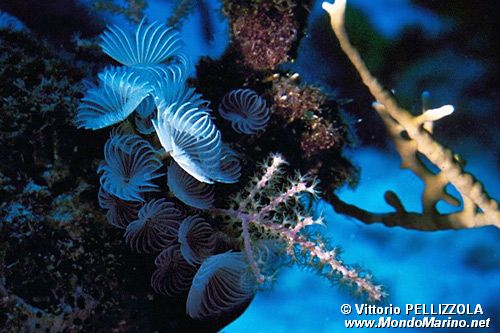 Verme sedentario (n.d. n.d.)