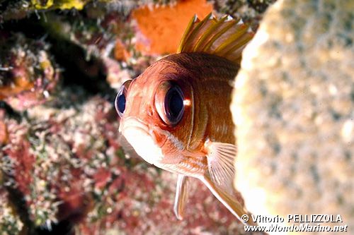 Olocentride (Holocentrus rufus)