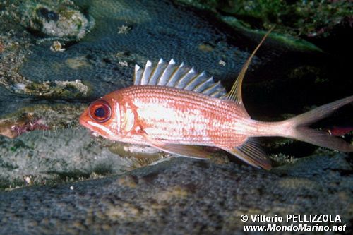 Olocentride (Holocentrus rufus)