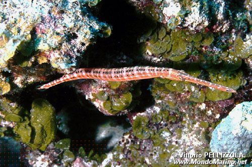 Pesce pipa (Doryrhamphus melanopleura)