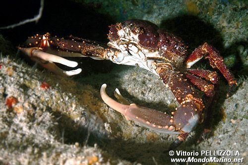 Granchio reale (Mithrax spinosissimus)