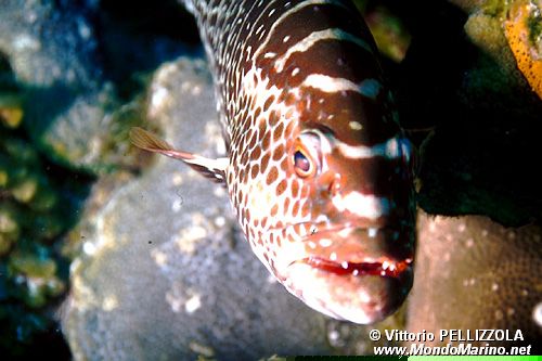 Cernia tigre (Mycteroperca tigris)