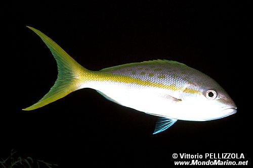 Pesce (Ocyurus chrysurus)