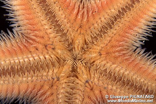 Stella pettine (Astropecten sp.)