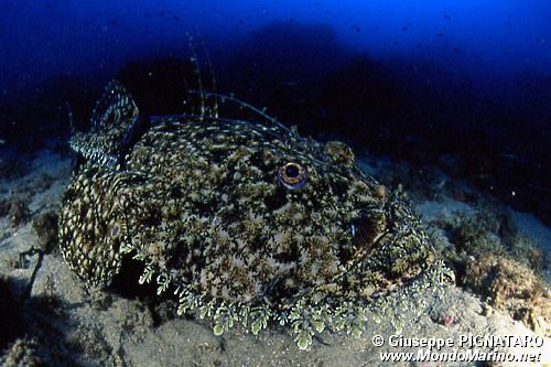 Rana pescatrice (Lophius piscatorius)