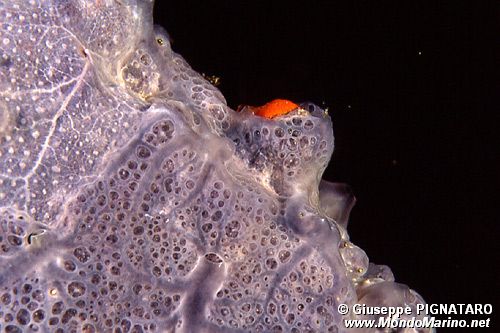 Spugna incrostante blu (Phorbas tenacior)