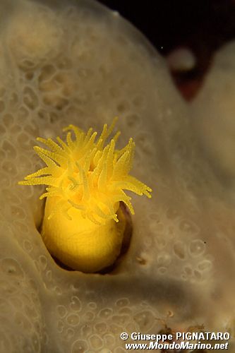 Madrepora gialla (Leptosammia pruvoti)