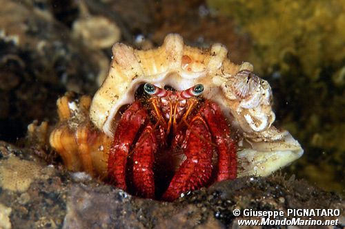 Paguro (Dardanus calidus)