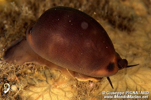 Ciprea (Luria lurida)