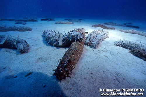 Oloturia (Holothuria tubulosa)