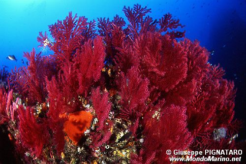 Gorgonia rossa (Paramuricea clavata)