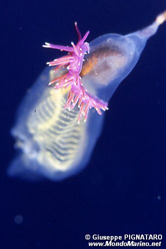 Flabellina rossa (Flabellina ischitana)