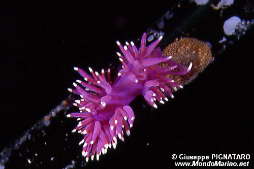 Flabellina pedata (Flabellina pedata)
