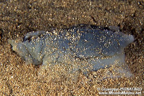 Mollusco gasteropode (n.d. n.d.)