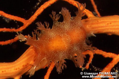 Marionia (Marionia blainvillea)