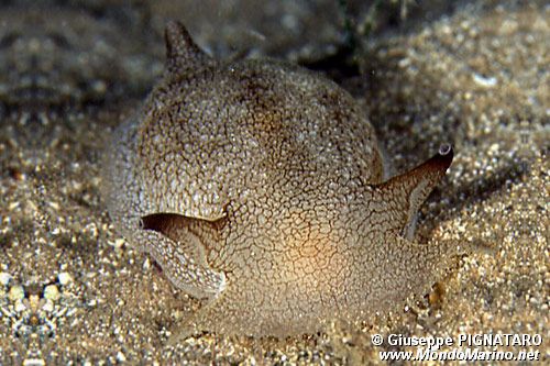 Pleurobranchea (Pleurobranchaea meckelii)