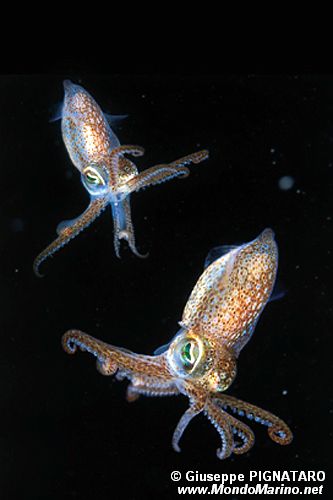 Seppiolina comune (Sepietta oweniana)
