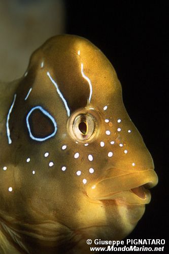 Bavosa pavone (Salaria pavo)