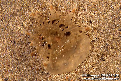 Fimbria (Tethys fimbria)