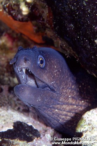 Murena (Muraena helena)