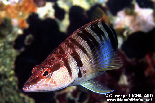 Sciarrano (Serranus scriba)