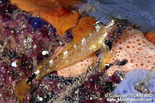 Peperoncino giallo (Tripterygion delaisi)