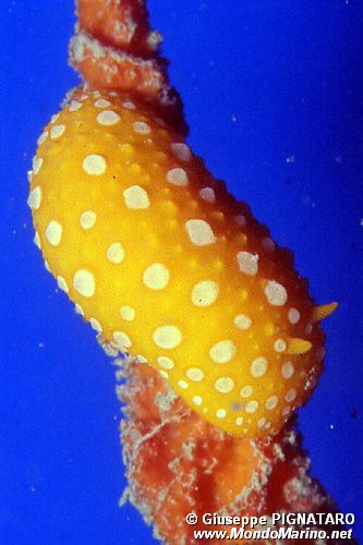 Fillidia mediterranea (Phyllidia flava)