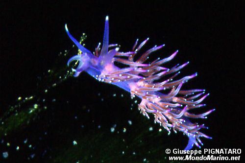 Flabellina pedata (Flabellina pedata)