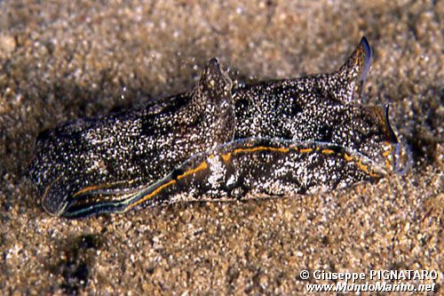 Aglaja depicta (Aglaja depicta)