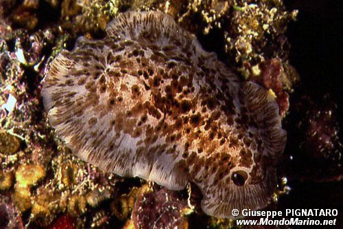 Dendrodoride fiorito (Dendrodoris grandiflora)