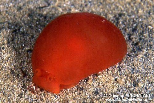 Bertella arancione (Berthella aurantiaca)