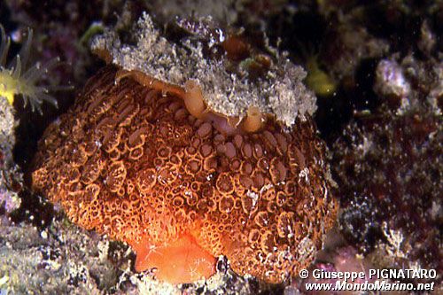 Lumaca ad ombrello (Umbraculum umbraculum)