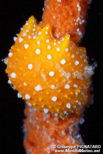 Fillidia mediterranea (Phyllidia flava)