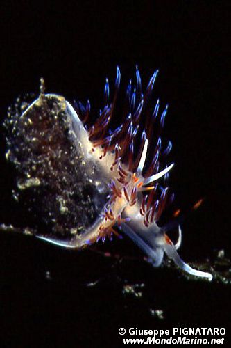 Cratena (Cratena peregrina)