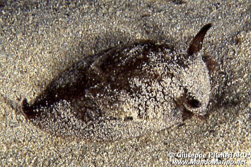 Pleurobranchea (Pleurobranchaea meckelii)