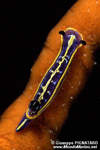 Doride di Fontandrau (Hypselodoris fontandraui)