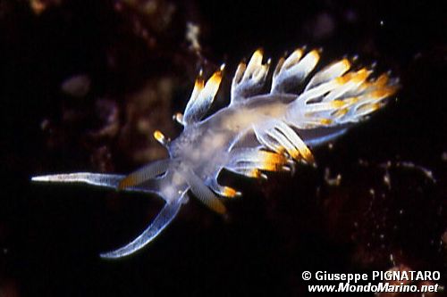 Flabellina bianca (Flabellina babai)