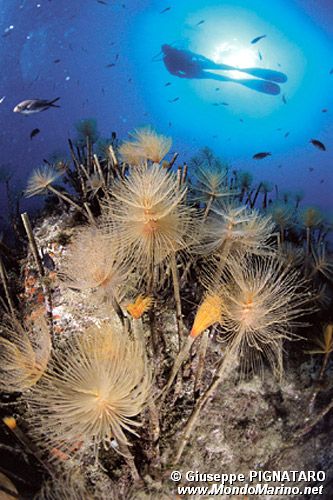 Spirografo (Sabella spallanzanii)