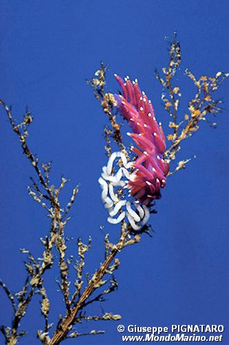 Flabellina pedata (Flabellina pedata)