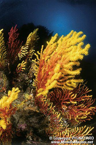 Gorgonia rossa (Paramuricea clavata)