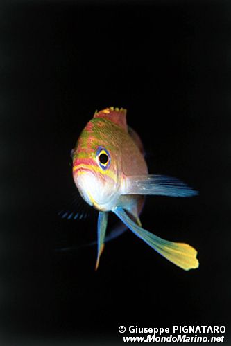 Castagnola rossa (Anthias anthias)