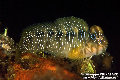 Bavosa pavone (Salaria pavo)