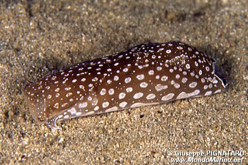 Aglaja a pois (Aglaja tricolorata)